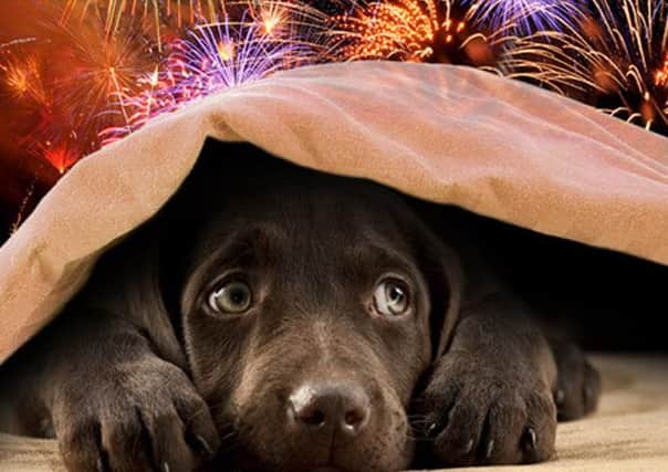 Fireworks can scare you pet to death!
