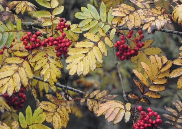 Some of the rowan berries left by the hungry redwings on Sunday.