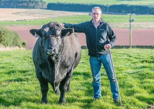 Douglas Stewart of Fans with one of his Aberdeen Angus stock bulls.