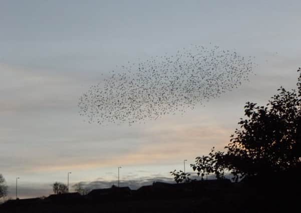 Coming home to roost, Selkirks starling murmuration.