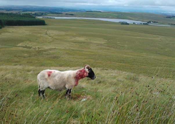 The worrying of sheep and other livestock by domestic dogs not only has an obvious financial and emotional impact on farmers when their animals are killed or injured, but also has an effect on the animals themselves, their productivity and welfare.
