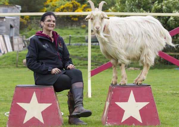 Boots the performing goat with his owner Sue Zacharias, from Jedburgh. May 25 2016 . See Centre Press story CPBOOTS; A fortune-telling billy goat called Boots is a smash hit with spectators after being trained to perform like a dog with an animal stunt group. Animal trainer Sue Zacharias, 49, has taught Boots the goat to do a whole host of tricks normally tackled by performing dogs  and he has one trick up his sleeve that even the pooches wont attempt. Sue, a mum-of-two, said the adorable goats parlour trick is to predict the future of guests at their shows. She said: Boots has his own trick during shows  fortune telling. From his box he is given two fortunes written on pieces of paper and chooses one for a special audience member.