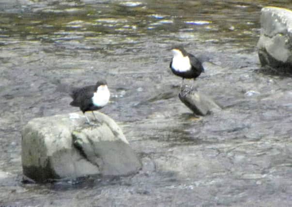 Deeply dippy - the courting couple of dippers on the Ettrick last week.