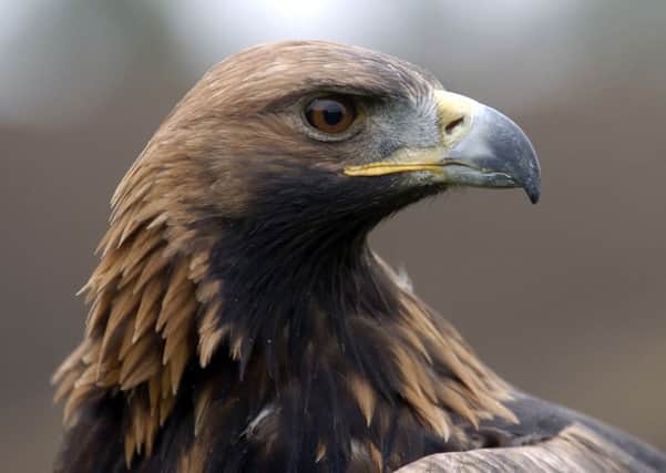 Golden Eagles could be translocated to south Scotland.