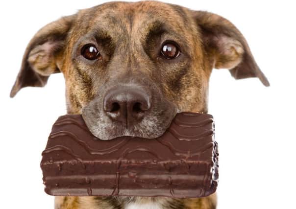 Chocolate contains theobromine  - highly toxic to dogs