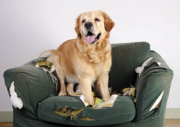 Dogs that are regularly left alone for long periods can become unpredictable and unhappy.