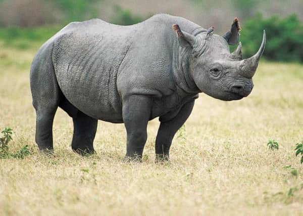 The black rhino is critically endangered