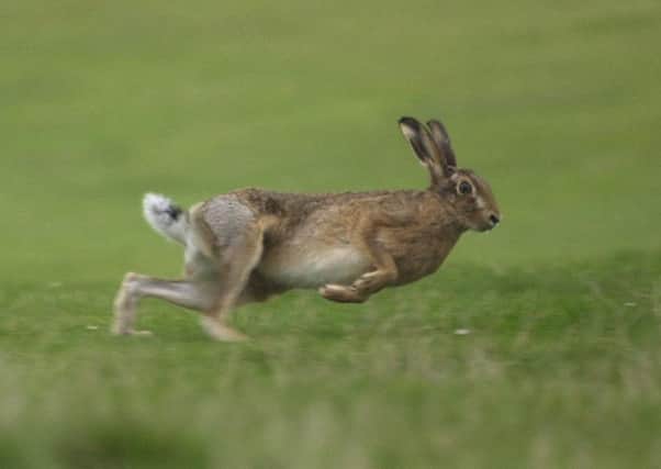 Suspected hare coursing has been reported in Berwickshire.