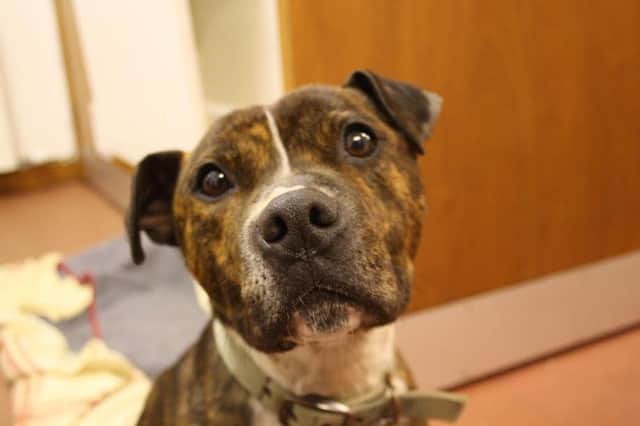Rio is in need of a 'forever' home.