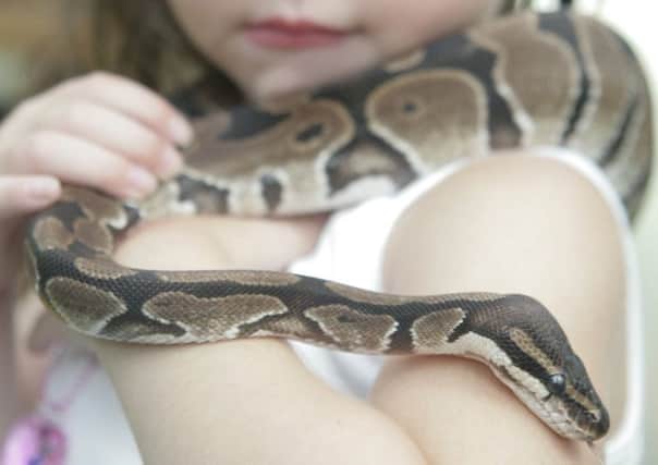 Royal Pythons are becoming a popular exotic pet.
