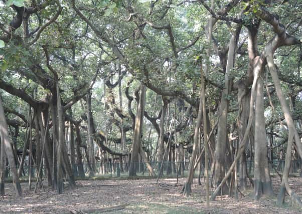 The Great Banyan Tree is a true wonder.