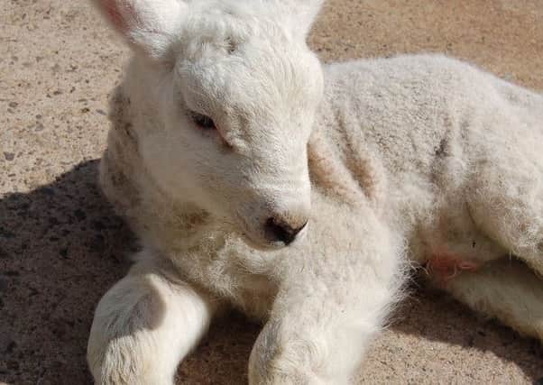 Joint-ill or Septic Arthritis affects the joints of new born lambs and causes painful swelling.