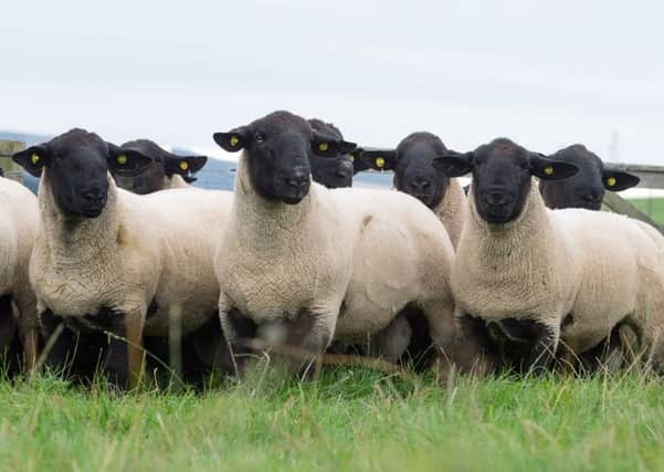 The sheep industry may need to focus more on growing and protecting its UK market.