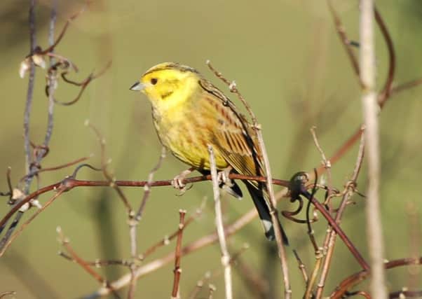The yellowhammer, one of the 130 species recorded in last year's Big Farmland Bird Count.