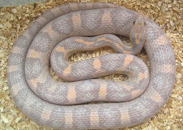 Corn snakes can live for over 18 years so are a long term commitment.