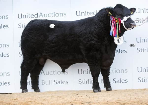 Cheeklaw Jake Eric, the supreme Aberdeen Angus champion at Stirling Bull Sales.