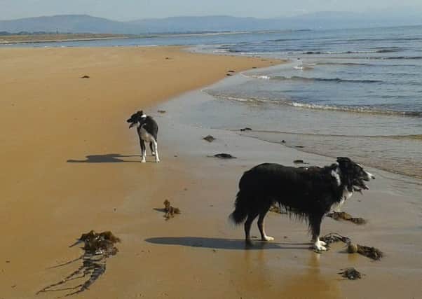 Dogs love the freedom of safe open spaces like this wonderful beach at Dornoch in Sutherland.