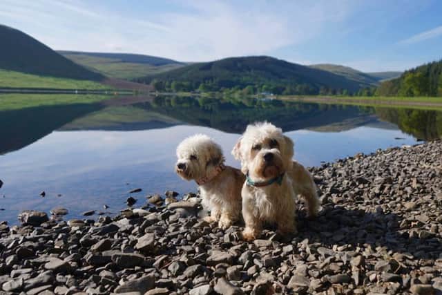 Dandie Dinmonts Stumpy and Lettie at St Marys Loch. (photo credit: Harriet Buckley)