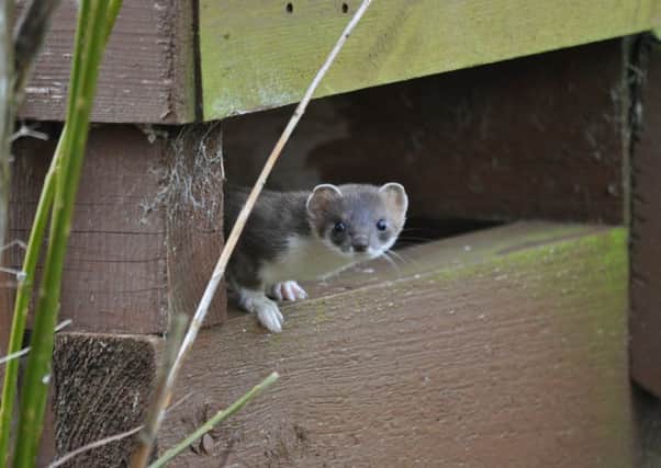 a stoat beside the bird hide at Yetholm Loch nature reserve