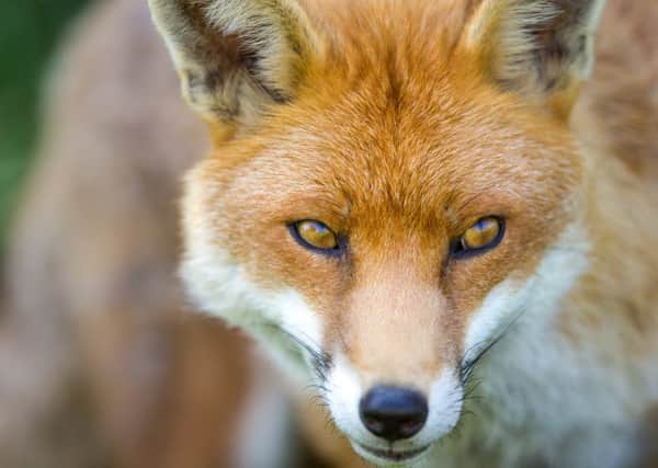 Close up portarit of a European Fox