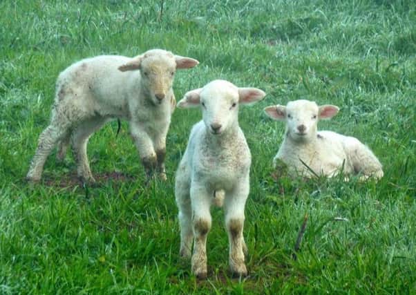 Two cases ofSchmallenberg Virus have been diagnosed in maformed lambs from Scottish flocks.