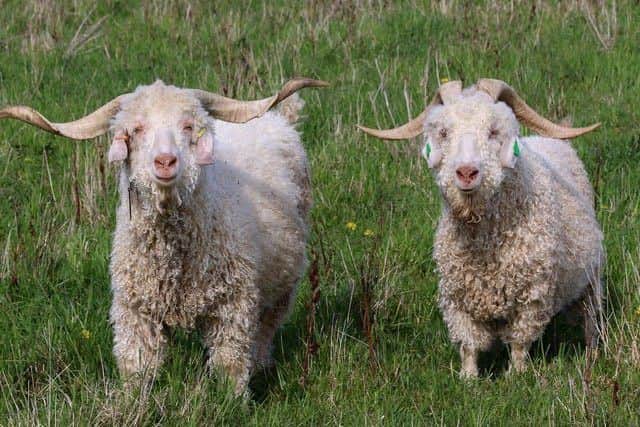 Whistlebare Angora Goats Havelock and Alf