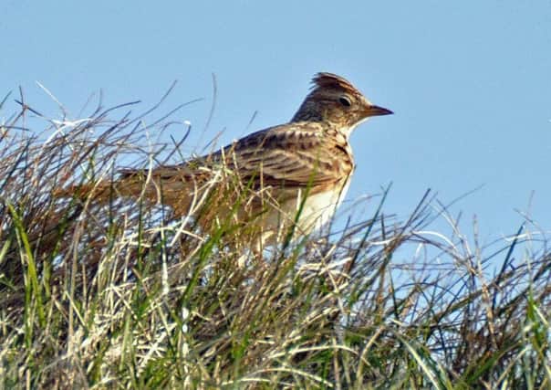 Of the 112 species recorded, 22 were Red Listed - the highest conservation priority species - including the Skylark.