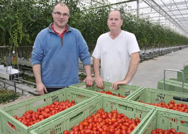 Jim Shanks at Standhill Farm near Hawick with tomato greenhouse manager Mark Wilkinson.