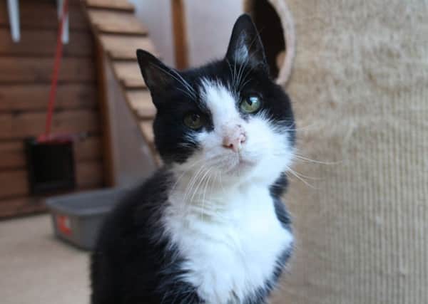 Shadow is 15 years old and has only three legs - he is delightful and desperate to find a new family.