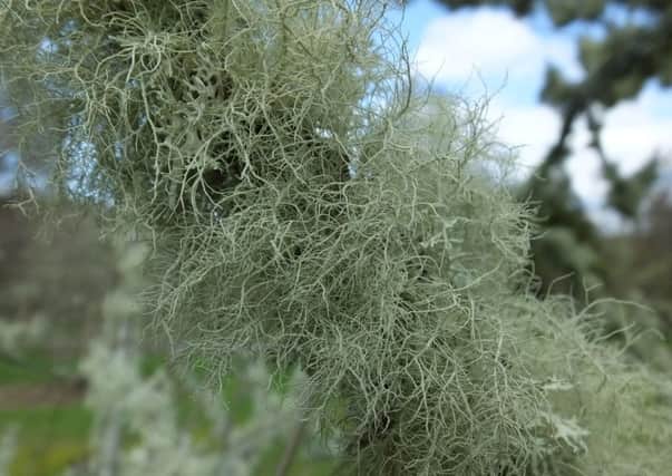 Lichens grow on the branches of many trees at Dawyck.