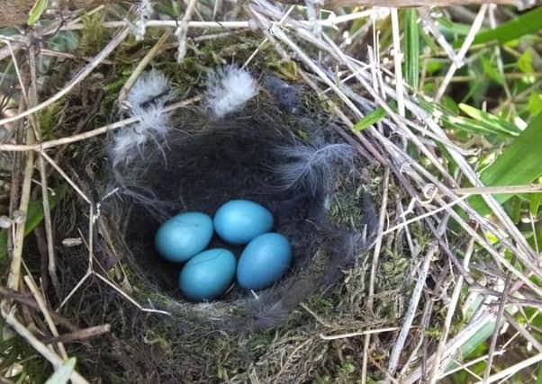 Four eggs in a Dunnock's nest.