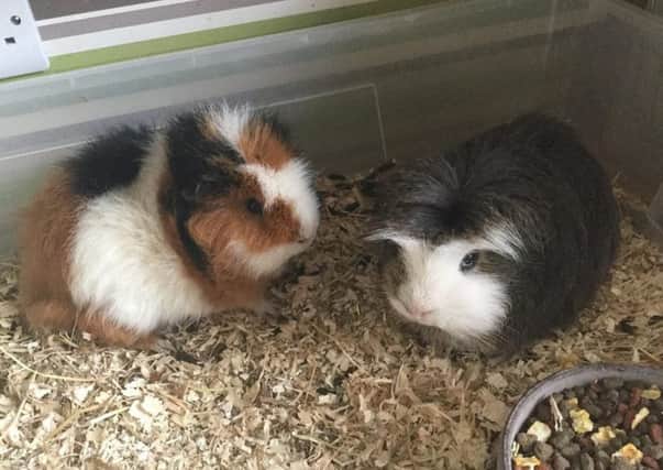 Happy and healthy guinea pigs at Borders Pet Rescue.