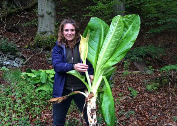 Emily Iles, Tweed Forum Project Office, with a skunk cabbage.