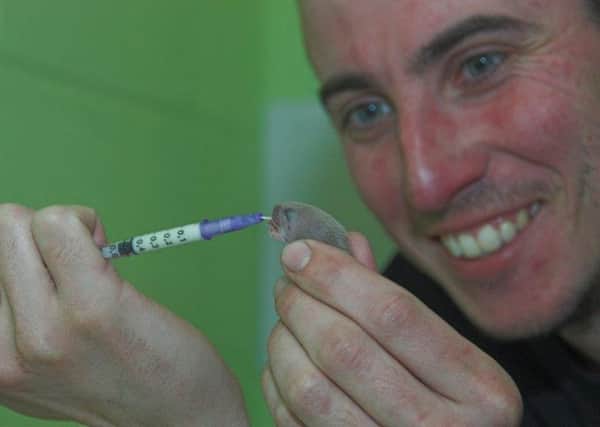 A weasel found near Newcastleton being fed milk by Stuart Louch, the SSPCA's head of small mammals.