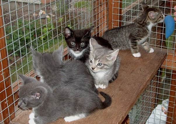 These unwanted kittens were lucky to be rescued - so many never have that chance.