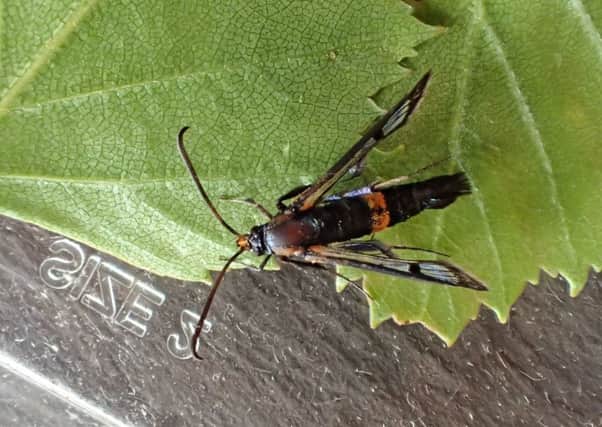 A Large Red-belted Clearwing at Spottiswoode.