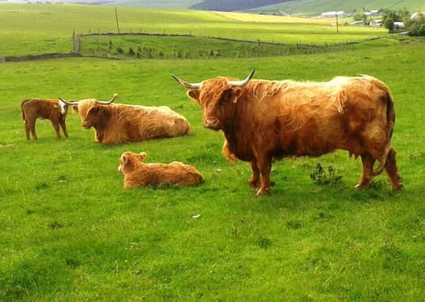 Never enter fields with young calves - the mothers are fiercely protective.