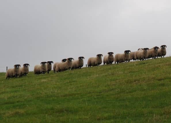 Sheep farmers across the UK have taken part in the survey.
