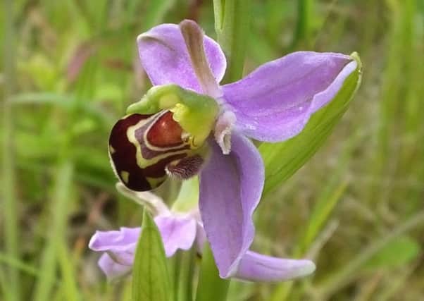 The Bee Orchid which has just been found for the first time in Berwickshire.
