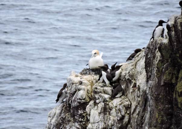 A gannet chick at St Abb's.