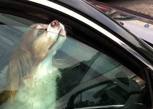 Don't leave your dog in the car without ventilation on a hot day.
