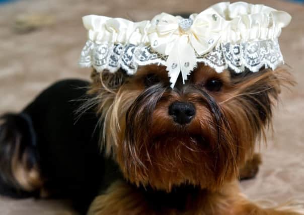 New research has revealed that revealed that as many as one in 10 Brits have given pets a central role in their wedding ceremony.