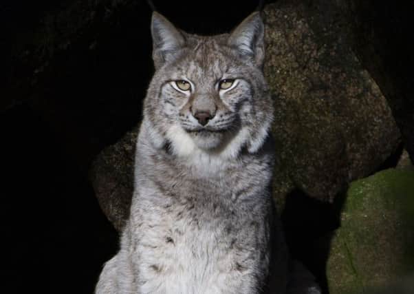 An application has been made to introduce six Eurasian lynx into Kielder Forest.