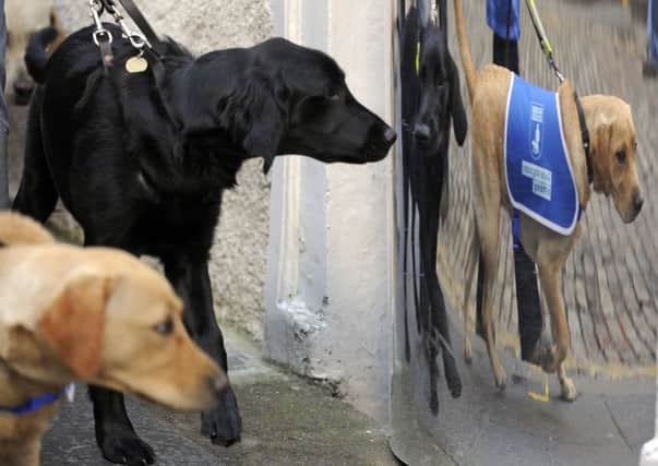 Dog owners across Scotland could face criminal charges if their dog attacks an assistance dog. Pic: Phil Wilkinson/TSPL.