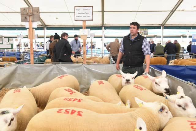 Professor Penny's Texel rams from Harehead, near Cranshaws, get ready to go under the hammer at kelso Ram Sales.