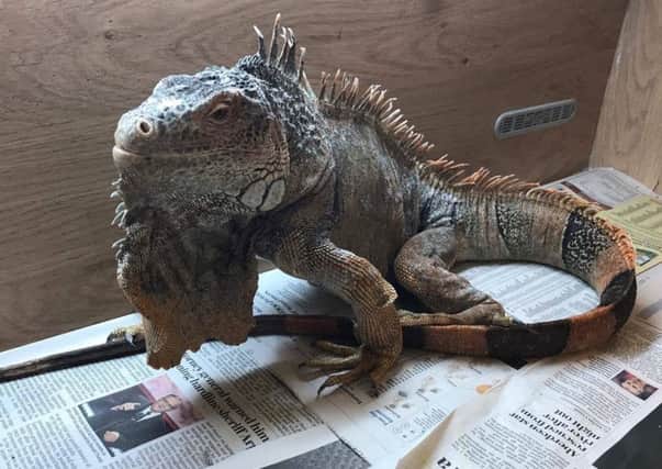 An iguana found in a layby on the A702 near Broughton in the Borders.