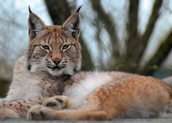 The lynx shot dead in November after escaping from a zoo in Wales.