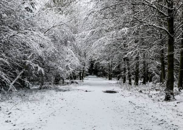 A winters day at Bowmont Forest near Kelso. Taken by Ewan Dickson from Morebattle