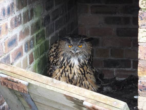 The eagle owl kept in cramped conditions at the home of Alan Wilson who has been banned for 10 years for keeping birds of prey.
