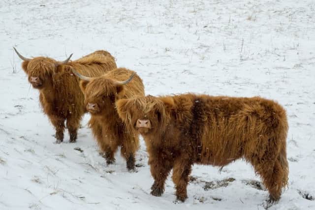 Three Highland cattle in snow at Midlem.